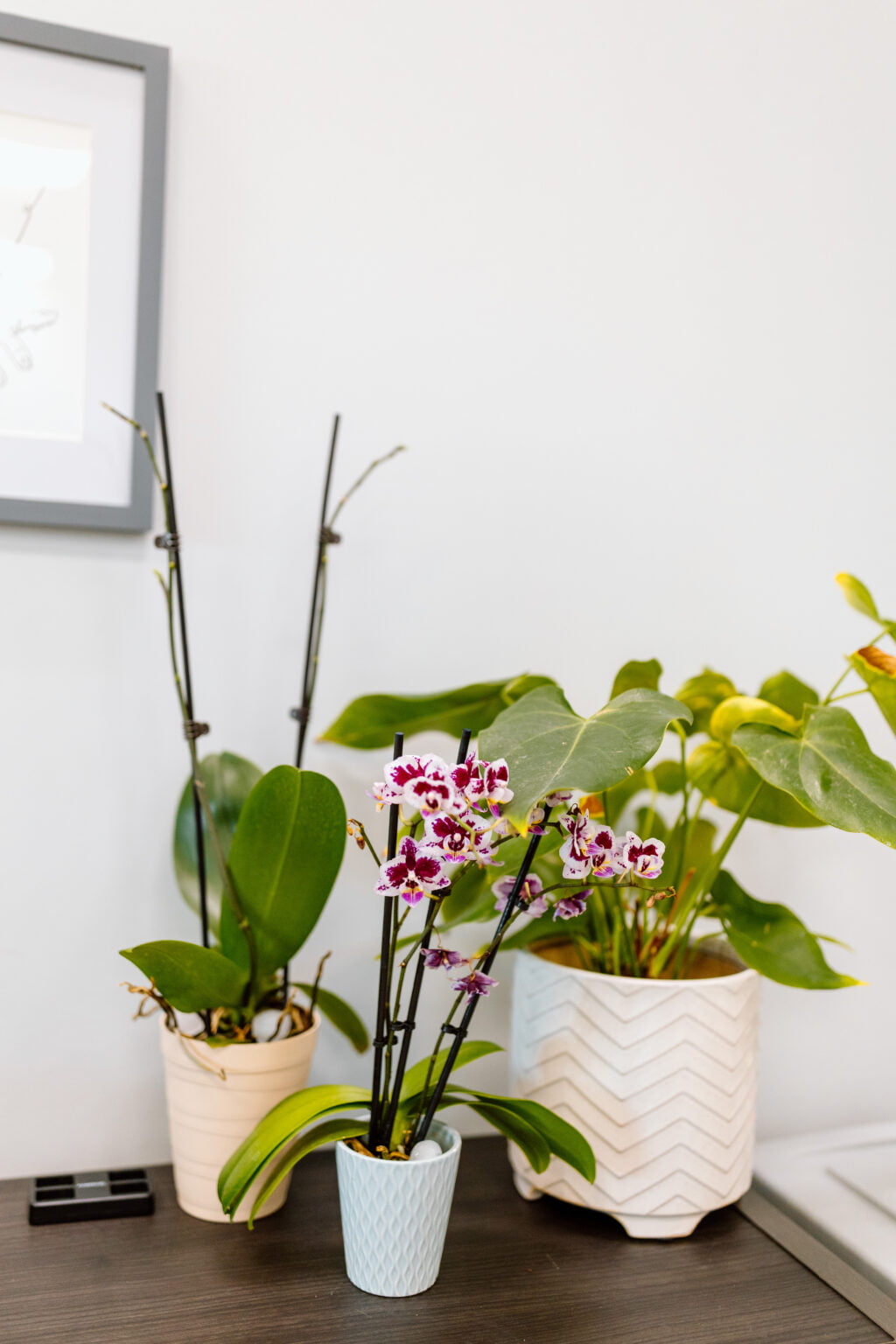 living plants clinic