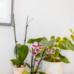 living plants clinic